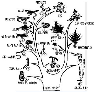 无脊椎动物包括a 环节动物 软体动物 节肢动物 两栖动物等b 鱼类动物 两栖动物 爬行动物 鸟类动物 哺乳类动物等c 环节动物 线形动物 软体动物 节肢 动物等d 新东方在线网络课堂