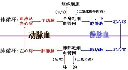 下列血管中血液的氧含量最高的是a 肺动脉b 肺静脉c 上腔静脉d 下腔静脉 新东方在线网络课堂