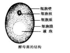 题文 下图是四种细胞比较图 据图分析回答 1 甲 乙和丙三种细胞结构与丁细胞的区别是 160 160 160 160 160 1 新东方在线网络课堂