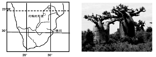 2011年11月28日至12月11日 联合国新一轮气候变化大会在南非东部海滨城市德班召开 右图为甲地高大的 瓶子 树 其粗大的树干能储存水分 适应环境变化 维持 新东方在线网络课堂