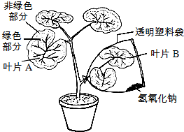 小组同学为探究绿色植物光合作用 选择一种盆栽的银边天竺葵 叶片边缘部分的细胞中无叶绿体 作为实验材料 实验装置如图所示 请你一起参与探究并分析回答 1 为排除