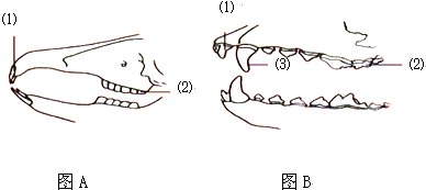 图为哺乳动物牙齿结构示意图 请据图回答 1 中各指示线所示的部位牙齿的名称 1 2 3 2 图是狼的牙