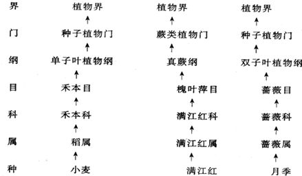 下面是小麦 满江红和月季的分类等级图 请你用所学知识回答 1 亲缘关系最近的两种植物是 判断的理由是 2 在进化中比较低等的 植物是 新东方在线网络课堂