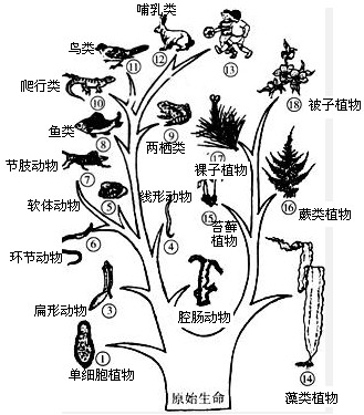 下列选项中按照从简单到复杂的顺序排列的是 A 裸子植物 被子植物 藻类植物 苔藓植物 蕨类植物b 藻类植物 苔藓植物 蕨类植物 裸子植物 被子植物