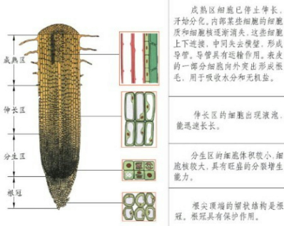 在植物的根尖结构中 生长最快的部分和吸收水分的主要部位分别是 A 分生区和成熟区b 成熟区和分生区