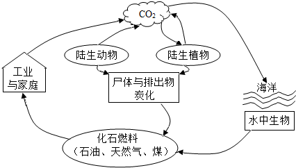 请根据碳循环图回答以下问题 1 大量排放co2会造成地球 2 从图中可知植物和 会吸收co2 植物通过光合作用吸收co2 放出氧气的方程