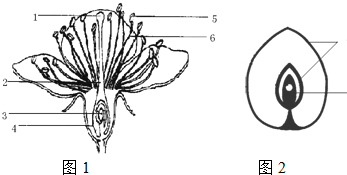 1 花的结构中最主要的部分是 2 图中标号3 4的名称分别是 3 在图2中标出果实的组成 新东方在线网络课堂