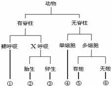 将图中的六种动物分类 可以画出如下所示的分类表解 其中 代表图中的六种动物 请回答 1 表中x代表 和 分别代表图中哪种动物 新东方在线网络课堂