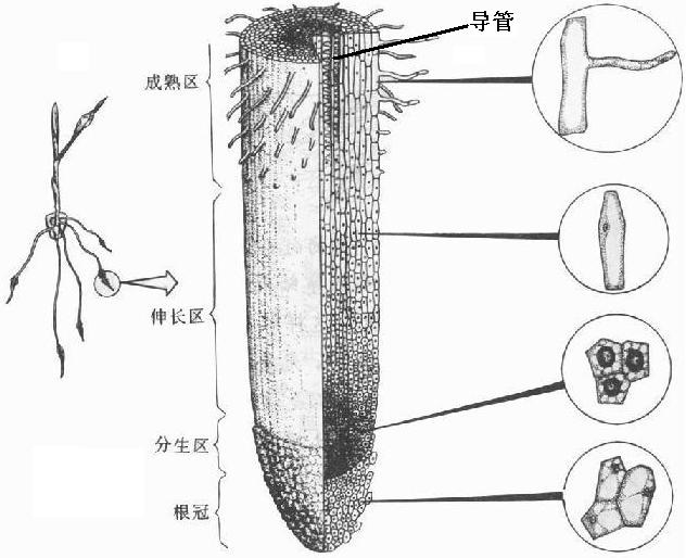 如图是根尖的纵切面结构图 试图并填写有关根尖结构和功能的内容 1是 2是 细胞具有很强的 能力 3是 是根生长最 新东方在线网络课堂