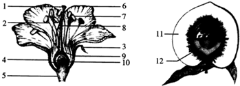 如图是桃花的结构图 请据图回答下列问题 1 一朵花的主要结构是 包括 和 两部分 2 雄蕊有 填序号 组成 雌 新东方在线网络课堂