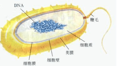 关于细菌的叙述 正确的是a 细菌为单细胞生物b 细胞内没有遗传物质c 细菌有成形的细胞核d 所有细菌都有荚膜和鞭毛