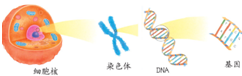 請描述細胞核,染色體,dna,基因四者在概念上的大小關係( )