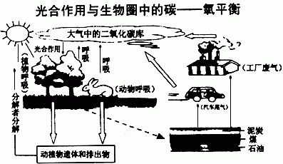 绿色植物进行光合作用时需不断地从大气中吸收二氧化碳