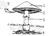 下图为蘑菇形态结构示意图