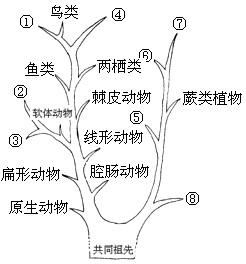 观察生物进化系统树 1 请填出图中序号所代表的生物类群 新东方在线网络课堂