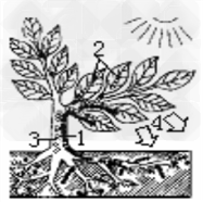 如图是植物体的一个整体示意图 1 图中 1 表示植物体的根系从土壤中吸收 并把这些物质通过 运输到其他器官 新东方在线网络课堂