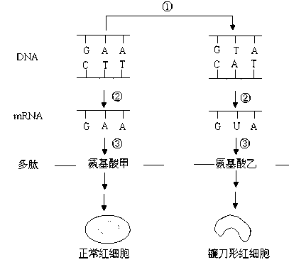 镰刀型细胞贫血症患者的血红蛋白多肽链中 一个氨基酸发生了替换 下图是该病的病因图解 回答下列问题 1 图中 表示dna上的碱基对发生改变 遗传学上称