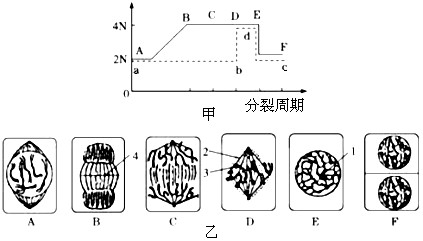 图甲表示某植物细胞有丝分裂一个细胞周期中染色体和dna含量的变化图 图乙表示细胞有丝分裂各时期的图像 请据图回答下列问题 1 图甲中虚线表示 新东方在线网络课堂